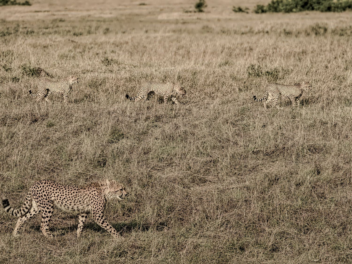 Animal Kingdom #5