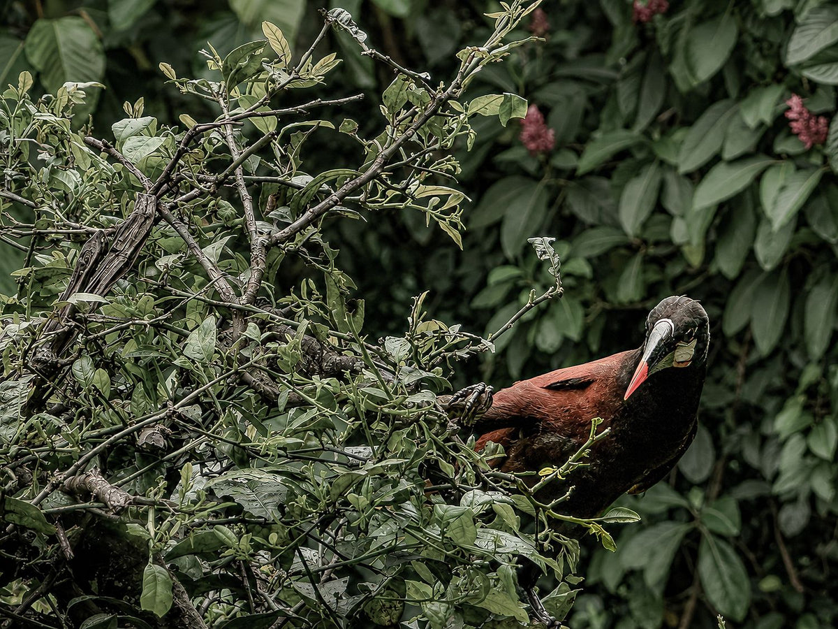 Animal Kingdom #12