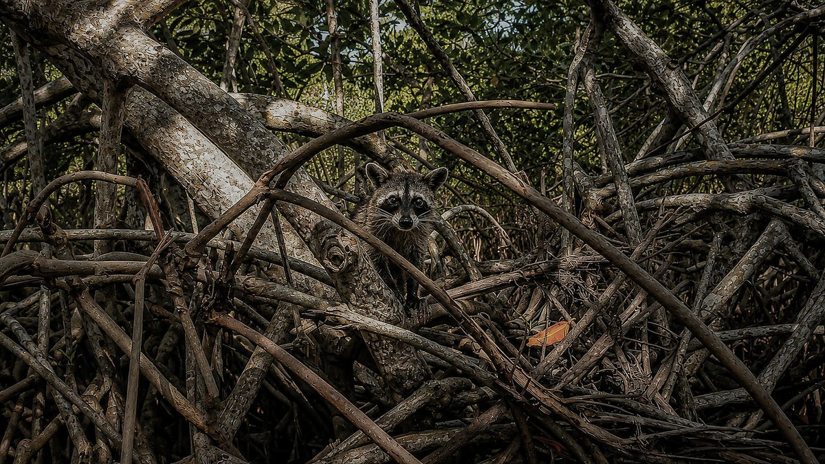 Animal Kingdom #2