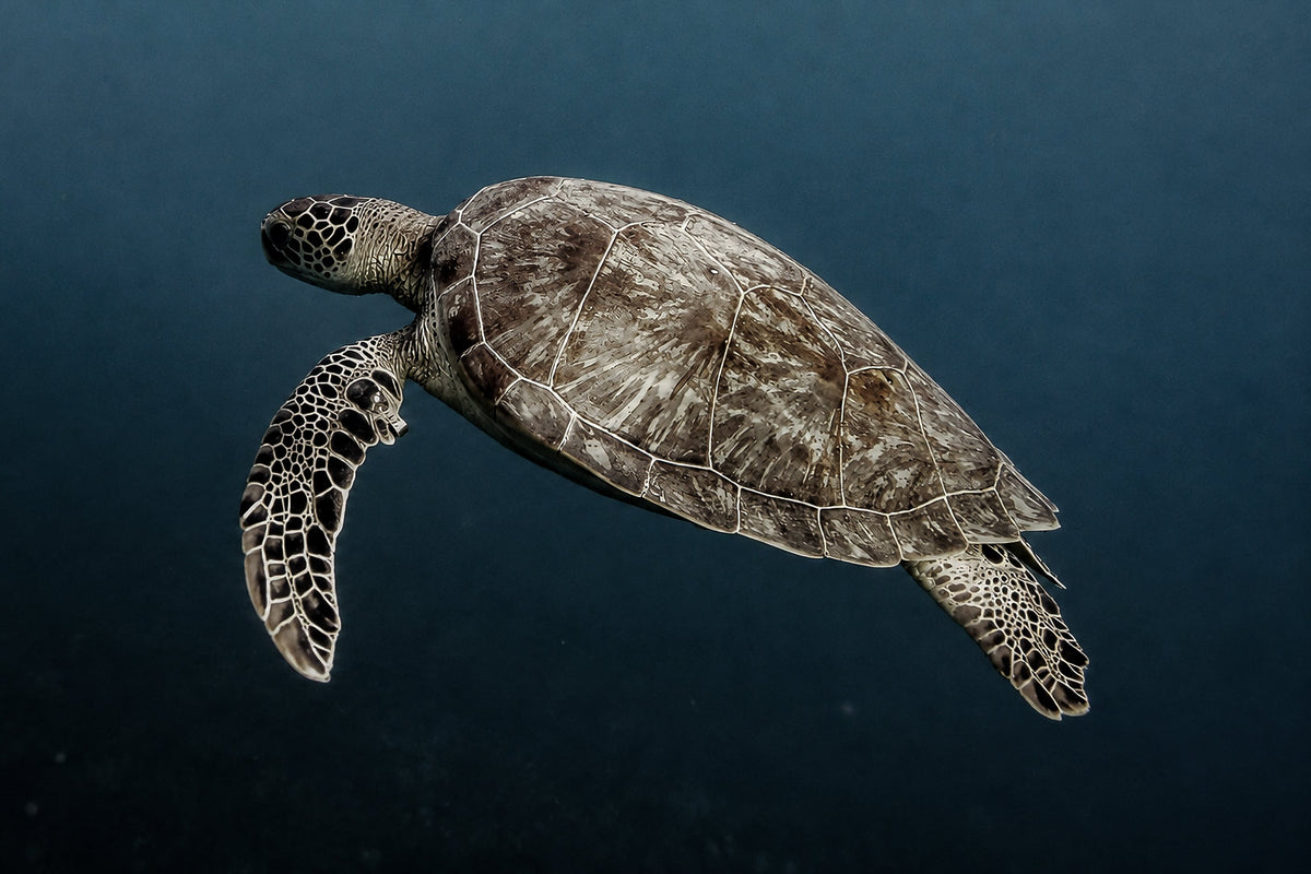 Wildlife photograph from the Animal Kingdom collection