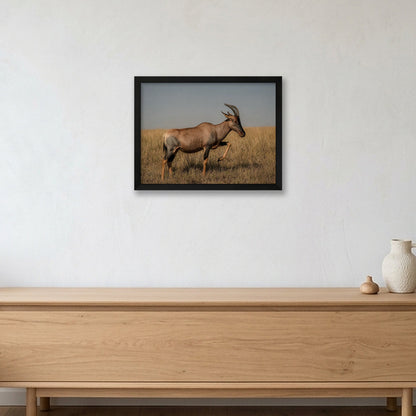 Animal Kingdom #3 — 40×30cm, 16×12" Black Frame