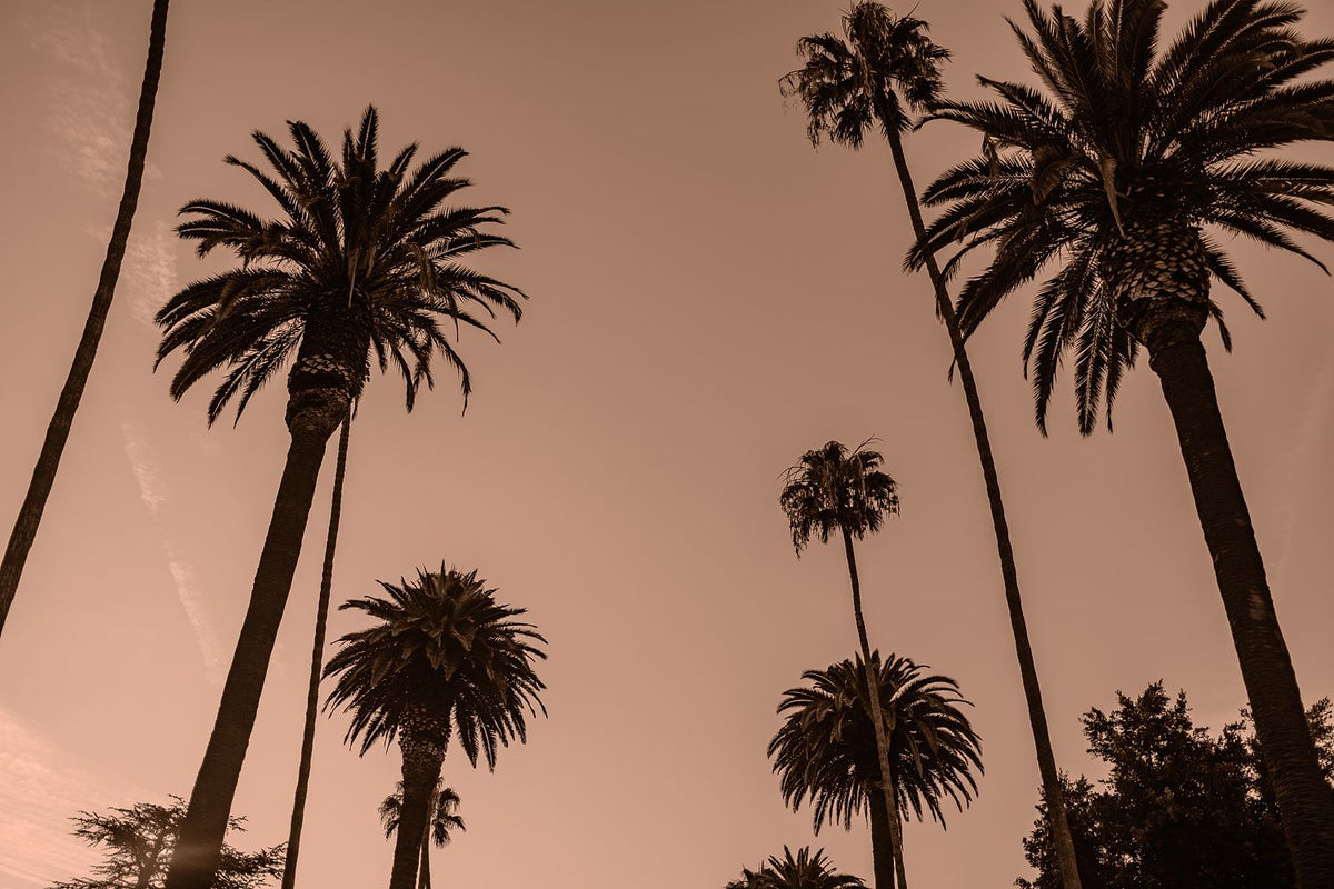 Los Angeles #4