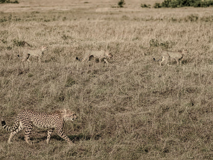 Animal Kingdom #5