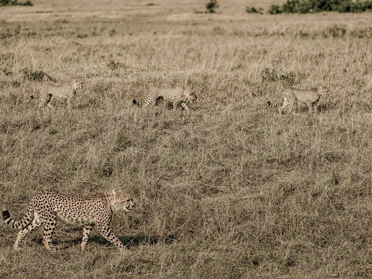 Animal Kingdom #5