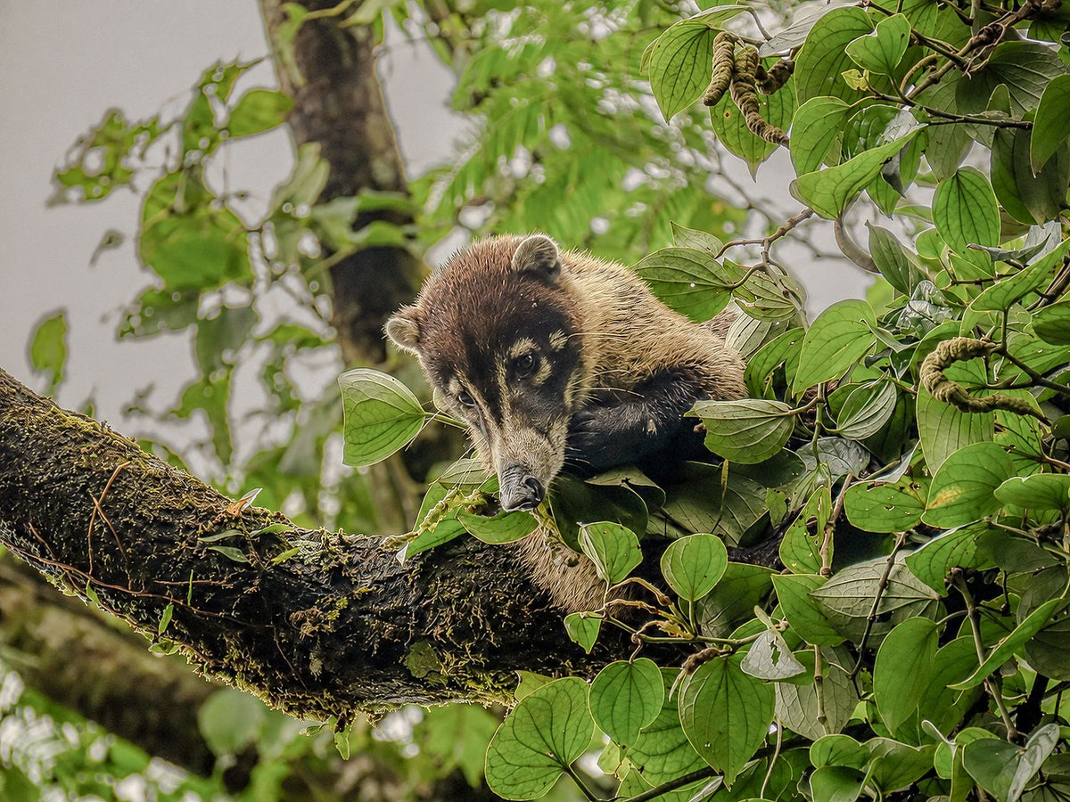 Animal Kingdom #14