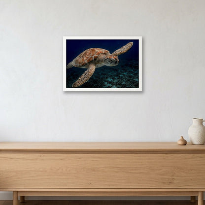 Animal Kingdom #4 — 45×30cm, 18×12" White Frame