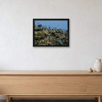 Animal Kingdom #16 — 40×30cm, 16×12" Black Frame