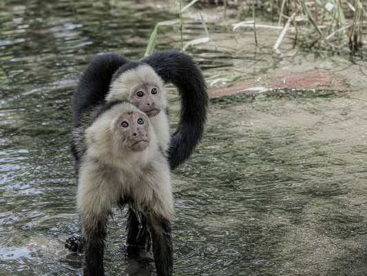 Animal Kingdom #9