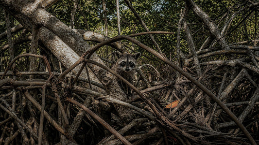 Animal Kingdom #2