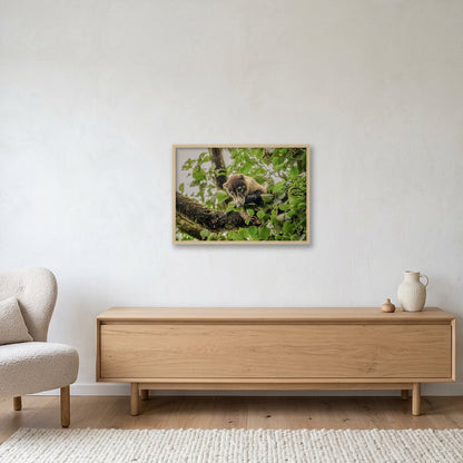Animal Kingdom #14 — 59×42cm, 23×17" Oak Frame