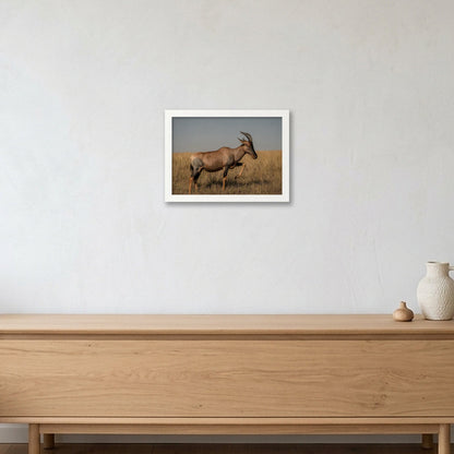 Animal Kingdom #3 — A4 (30×21cm, 12×8") White Frame